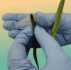 Начин на работа с Romer Labs AgraStrip® GMO - бързи тестове за откриване на ГМО в листна маса - стъпка 2